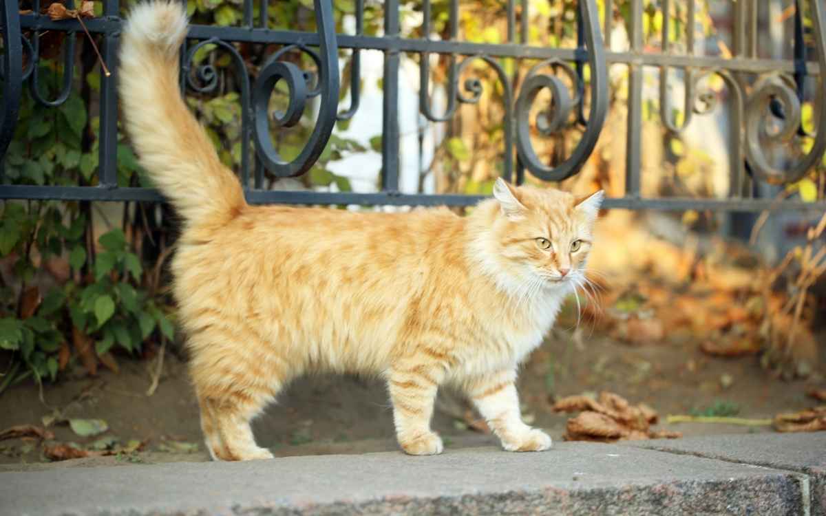 Maine Coon Price